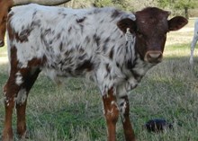 Guts & Glory x T Bills Hi Kicks bull calf 10/28/16