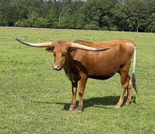 SPL Southern Beauty
