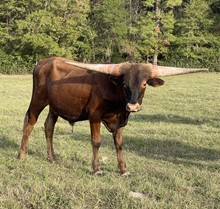 SPL Brutus