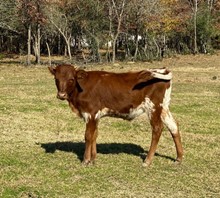 SPL Bull calf 2