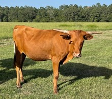 SPL Southern Beauty